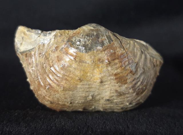 Araxilevis intermedius ABICH 1878 - Bild &copy; FossNet FossilienStore